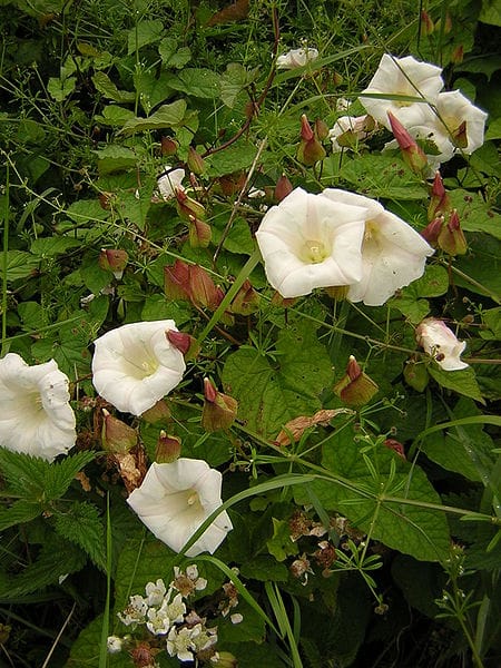 Calystegia silvatica - source Wikimedia Commons