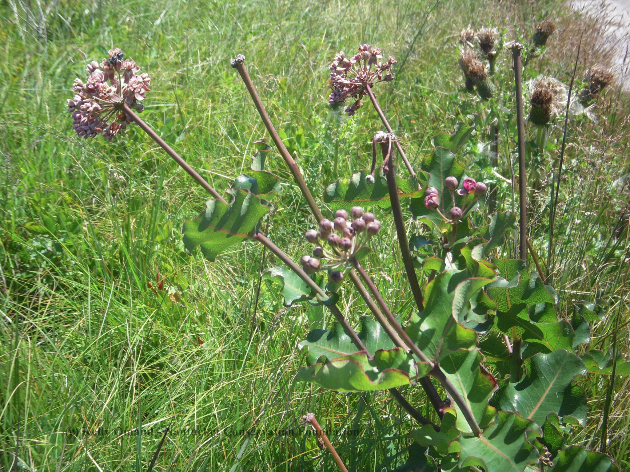 Asclepias amplexicaulis
