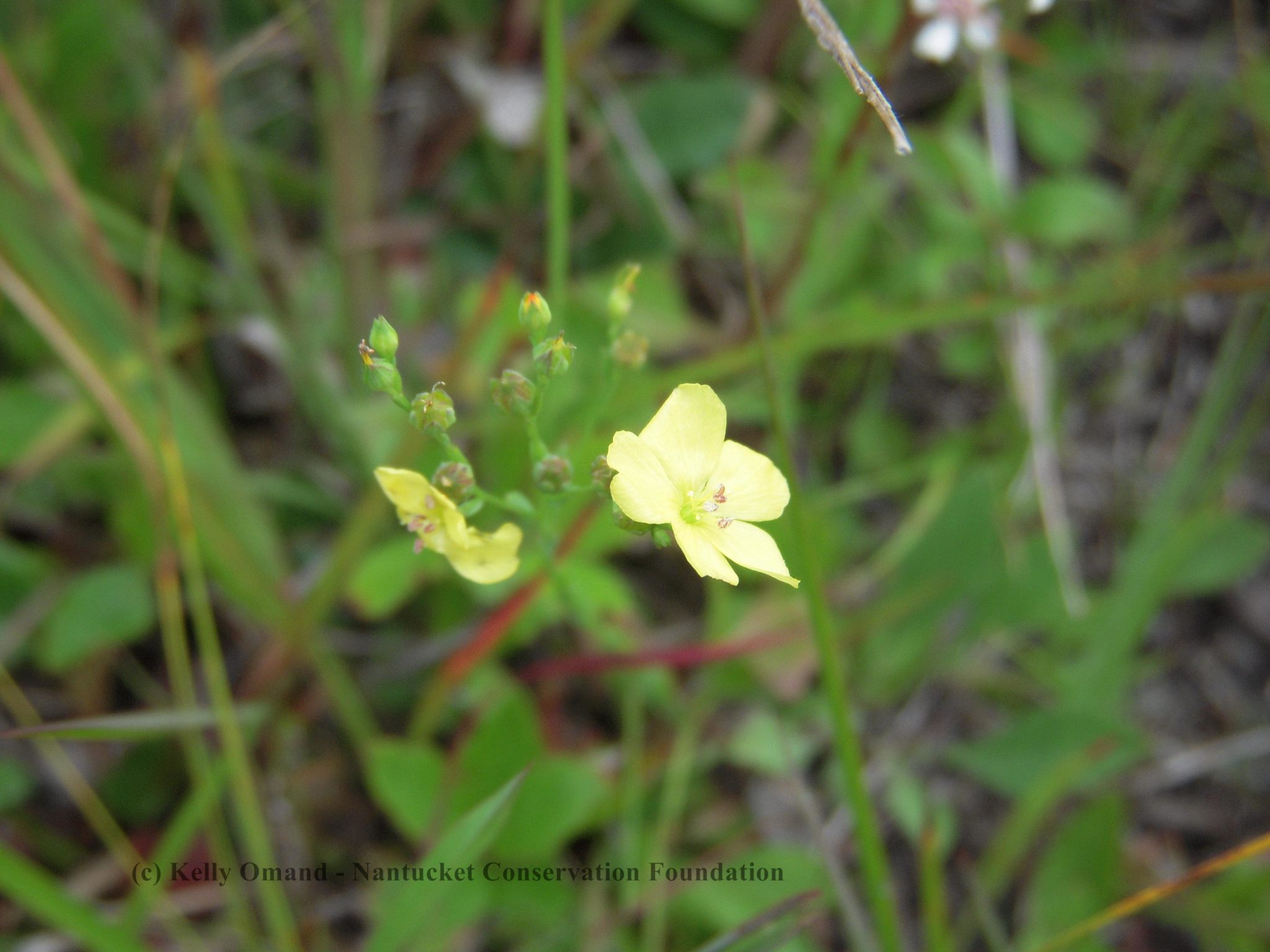 Linum intercursum in flower.