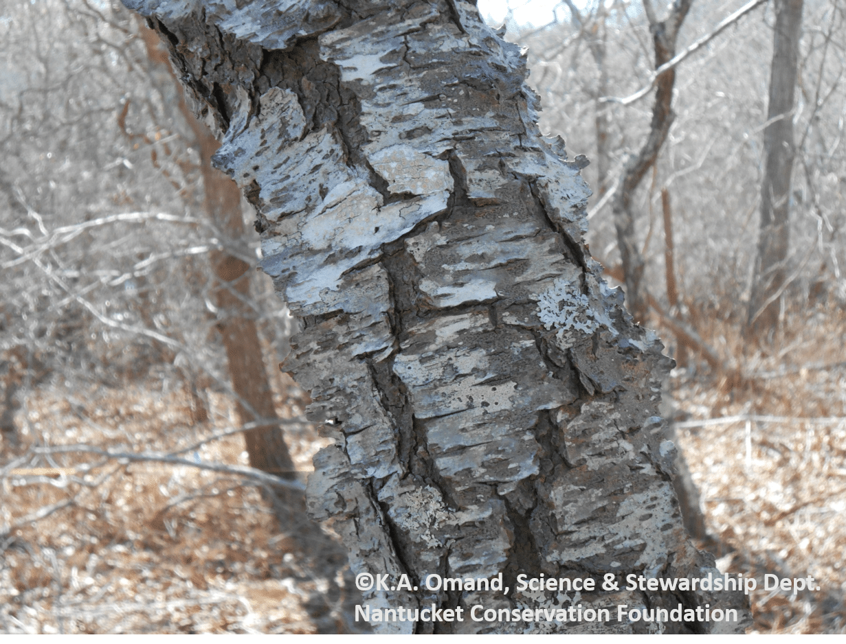 Winter field work means learning to identify trees by bark and buds, like this black cherry (Prunus serotina) with flaky bark that has horizontal lines (lenticels).