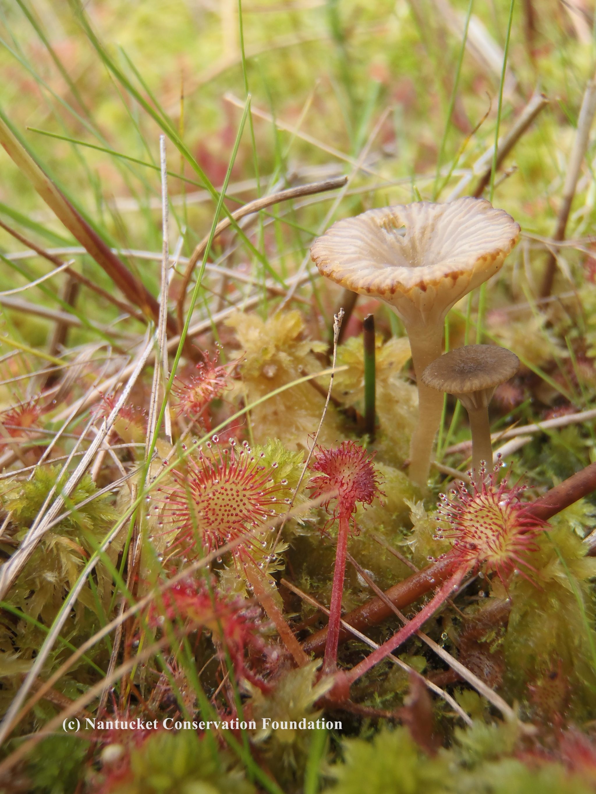 The spatulate sundew leaf covered in sparkling and sticky nectar glands