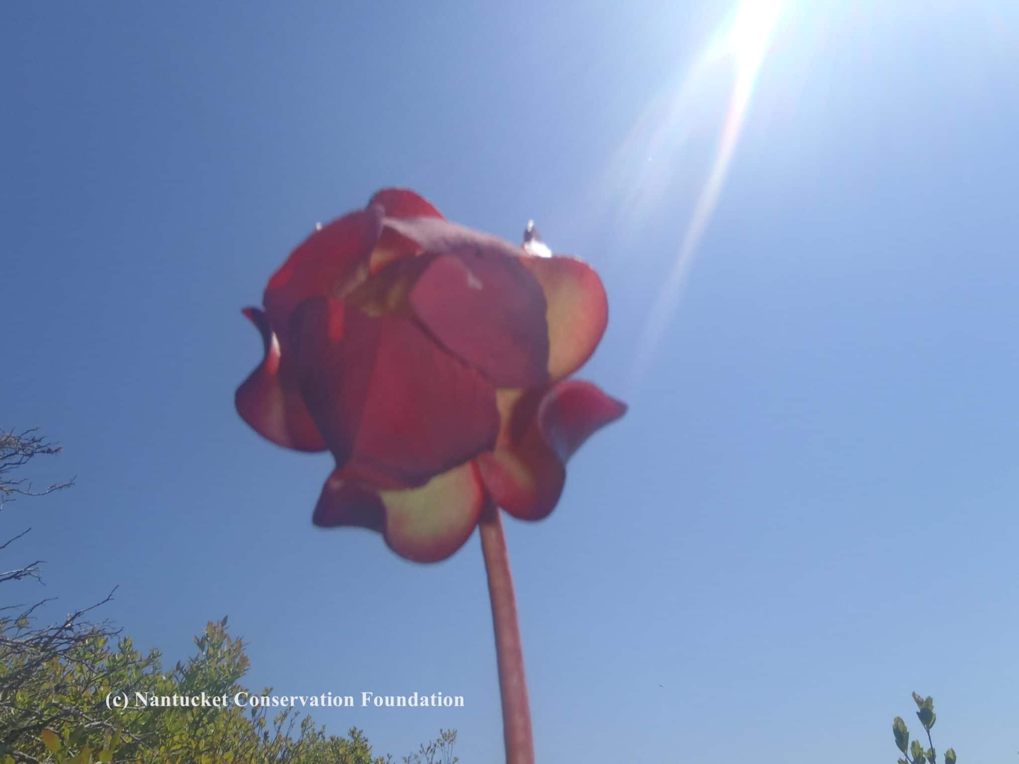 The lovely pitcher plant flower. Each plant produce 1-2 flowers each growing season and they are pollinated by common bees.