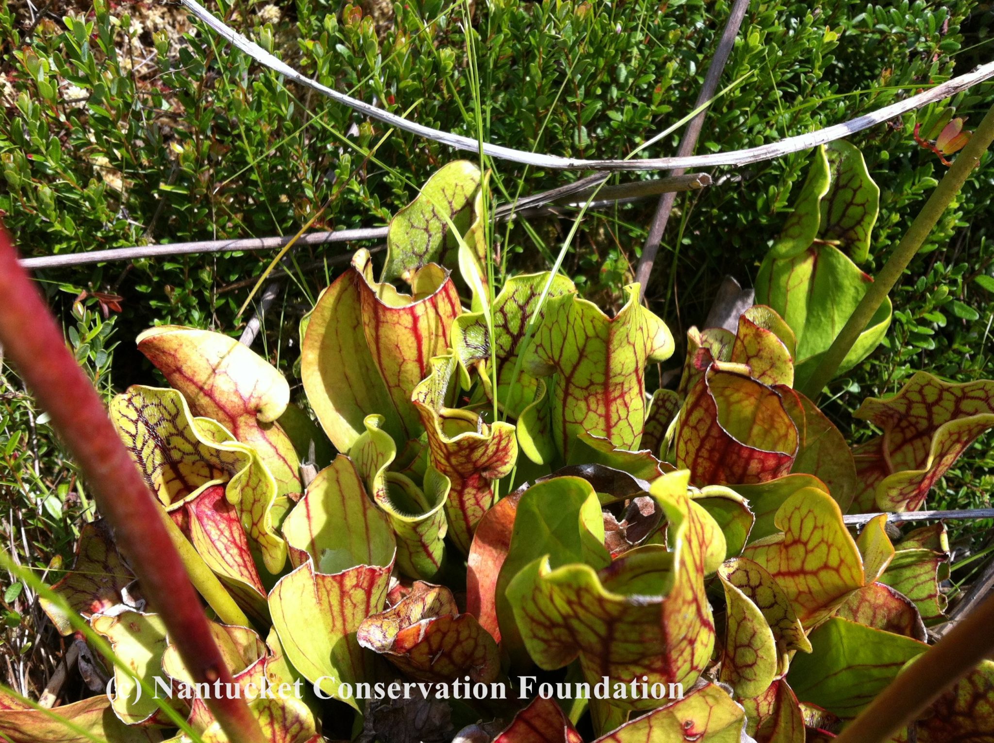 One large Northern Purple Pitcher Plant
