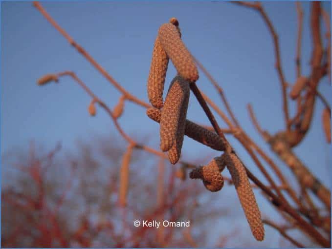 Male catkins of the beaked hazelnut