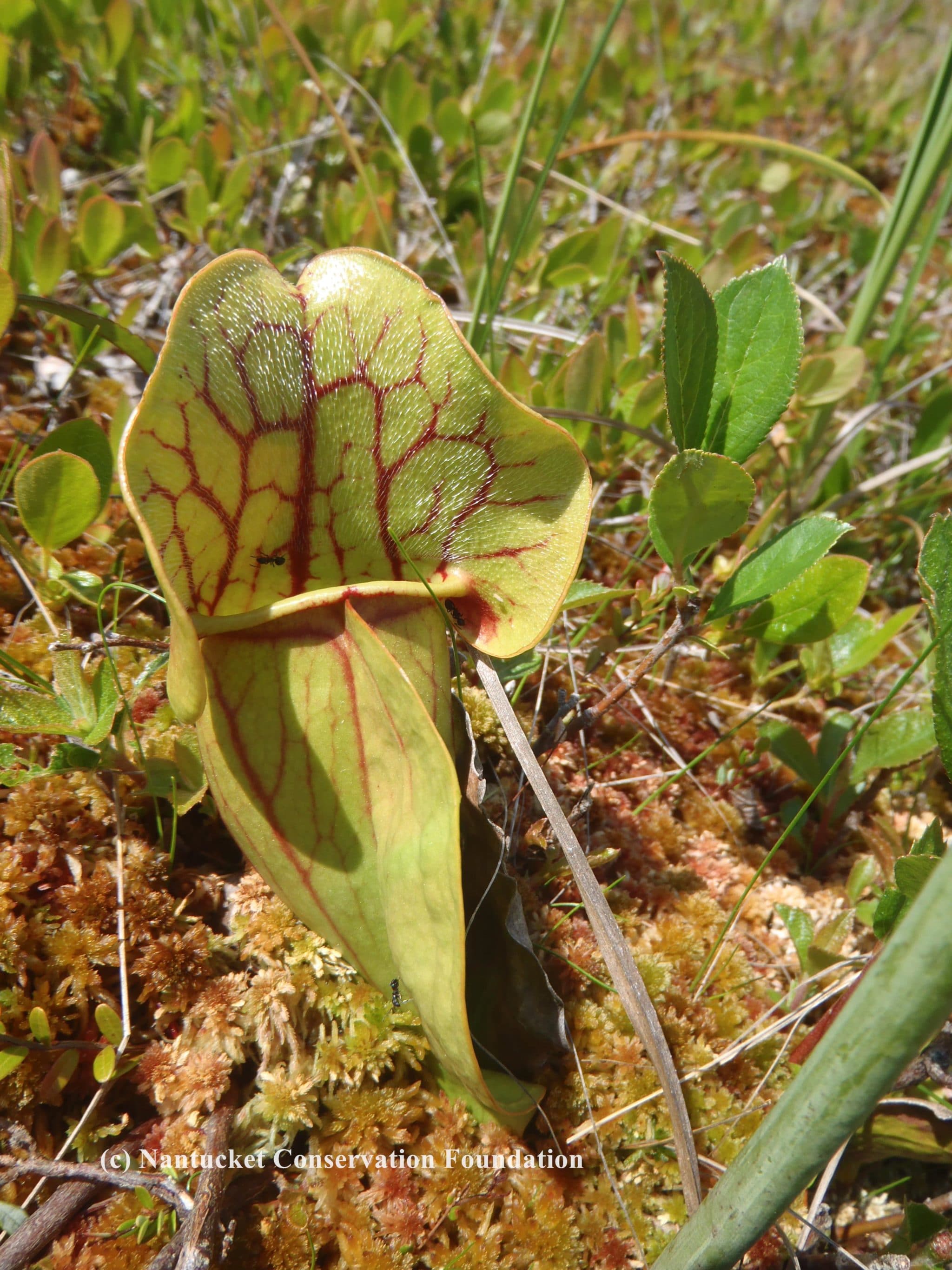 Individual pitcher leaf