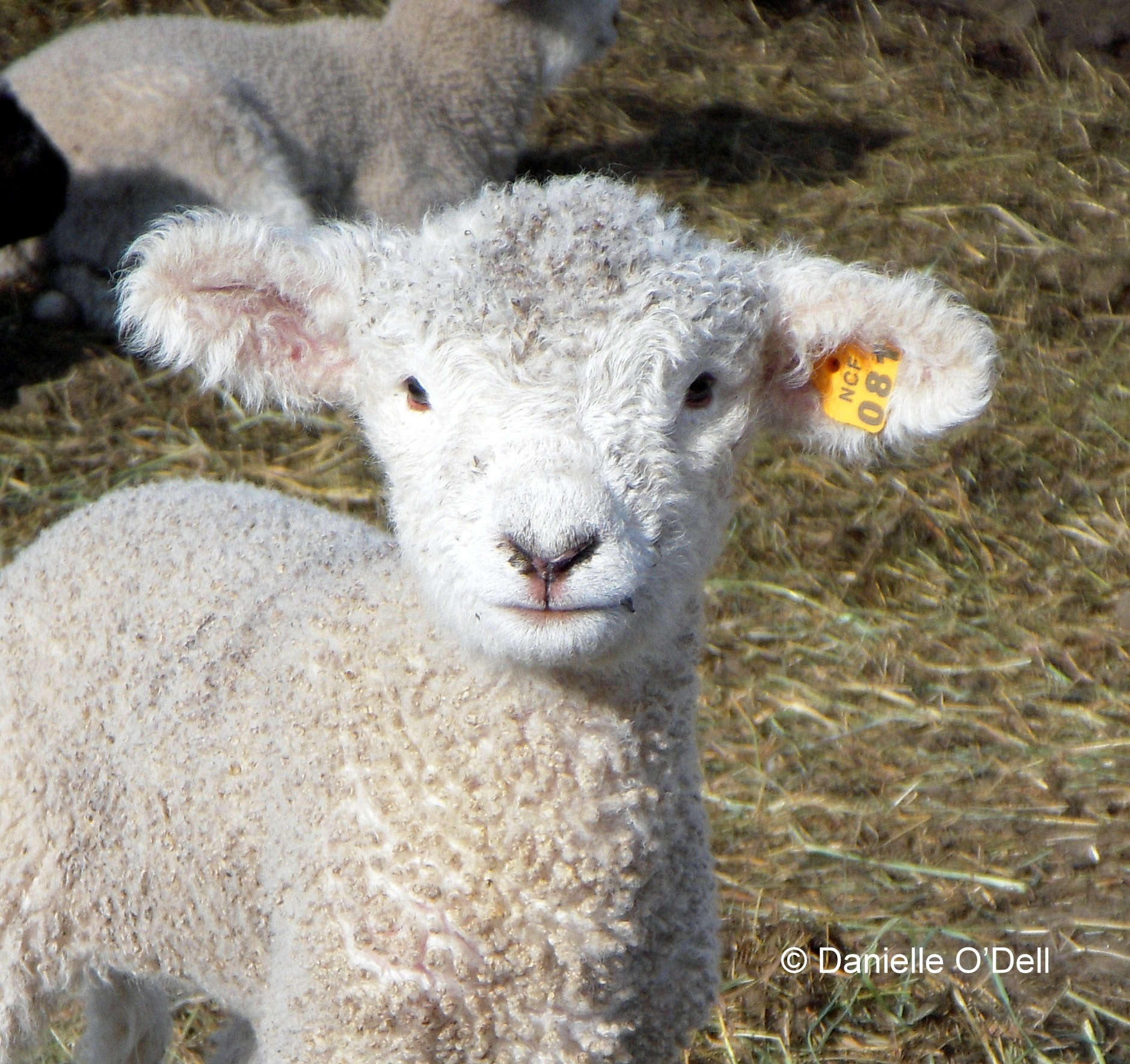 lamb