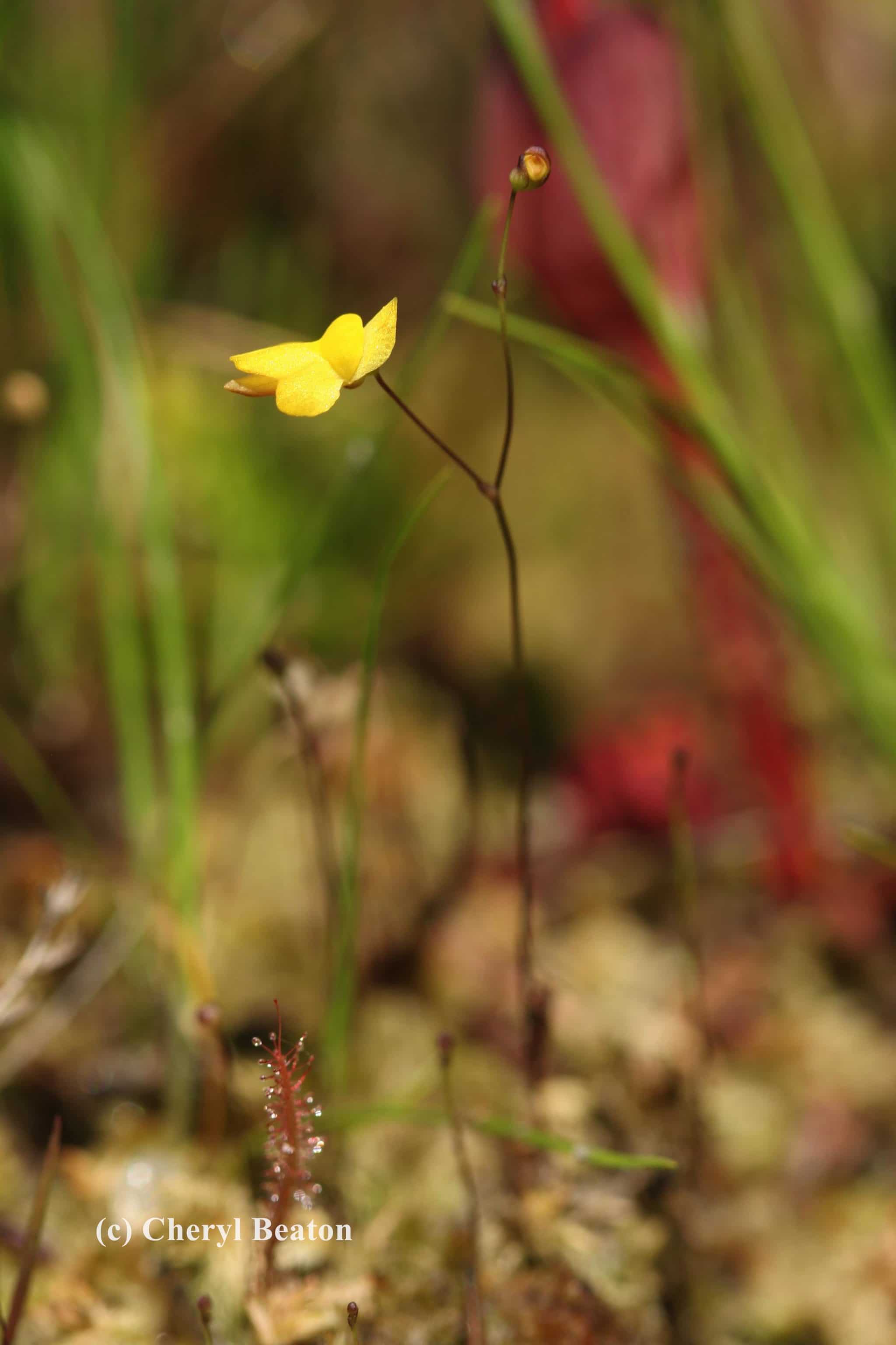 A single stalk with a few delicate flowers is the only visible part of the bladderwort plant.