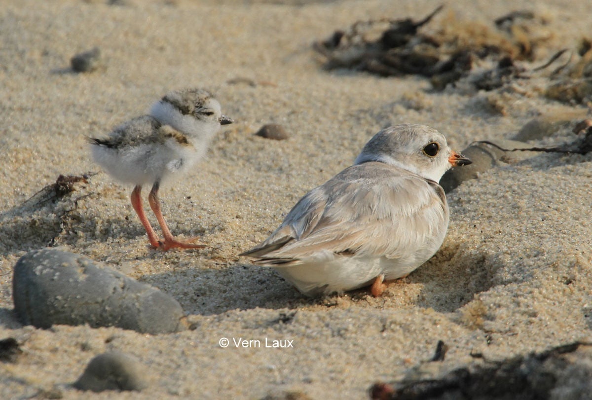 Adult plover and her chick!