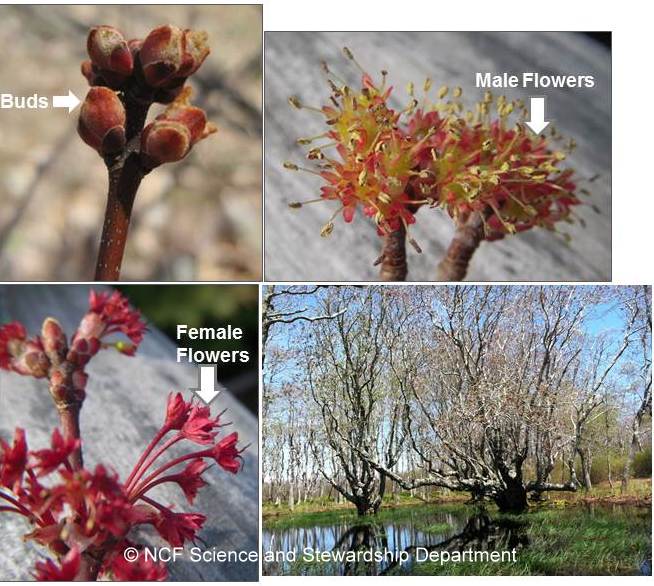 Red Maple-001