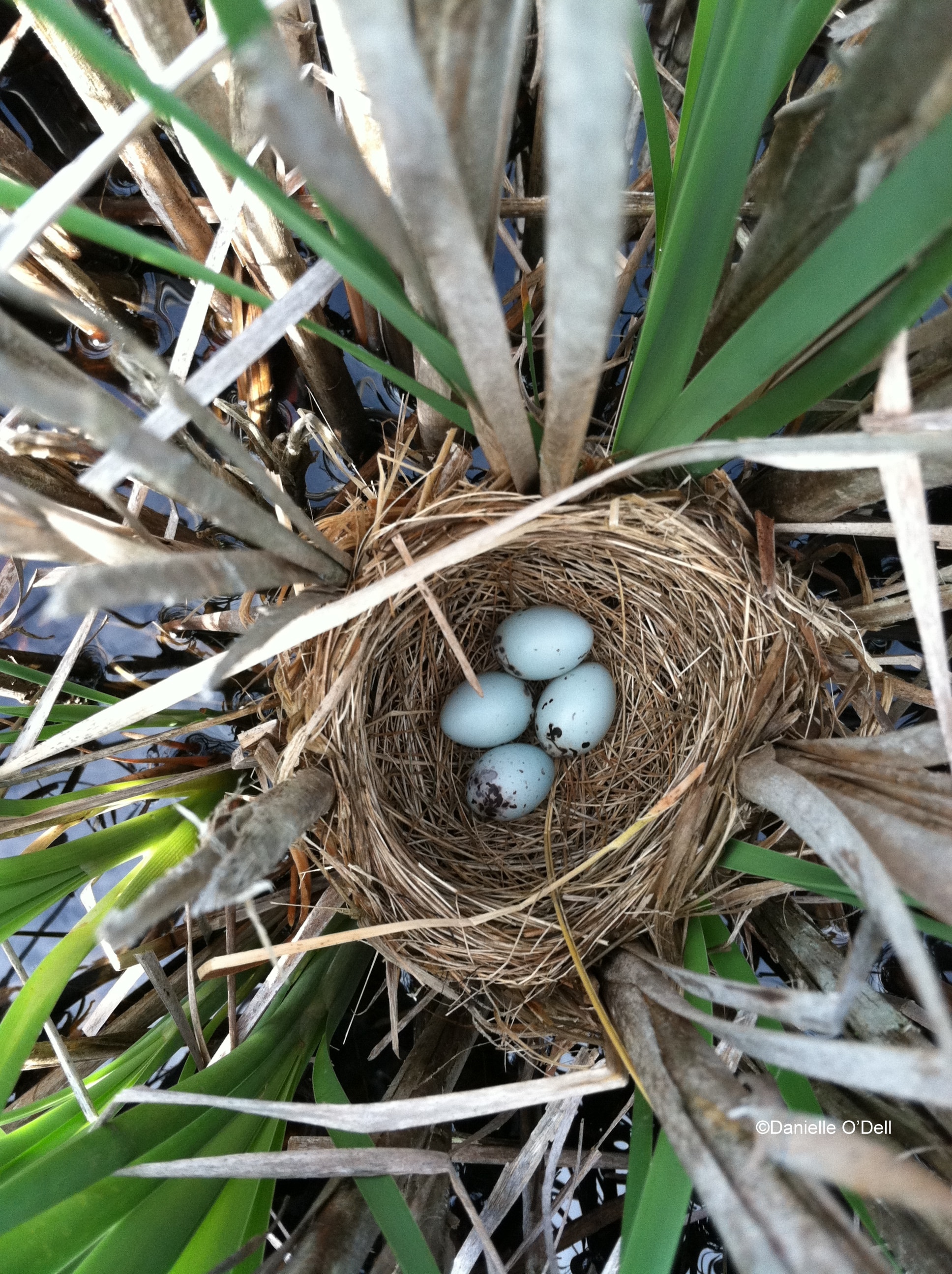 Red-winged blackbird nest in a cattail marsh