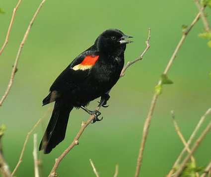 Photo courtesy of the Cornell Lab of Ornithology