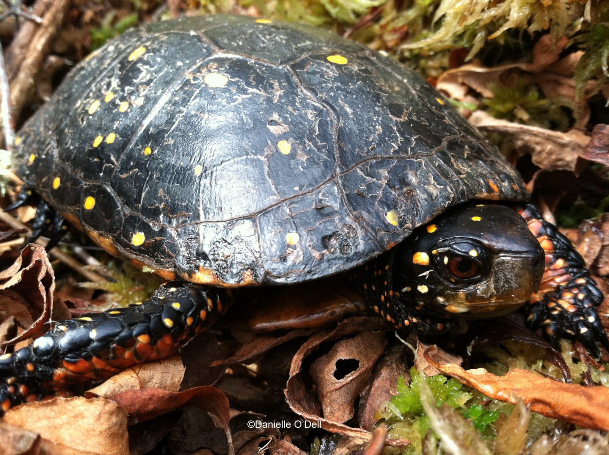 spotted turtle2