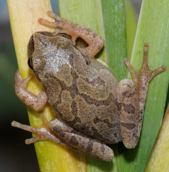Photo courtesy of the Virginia Herpetological Society