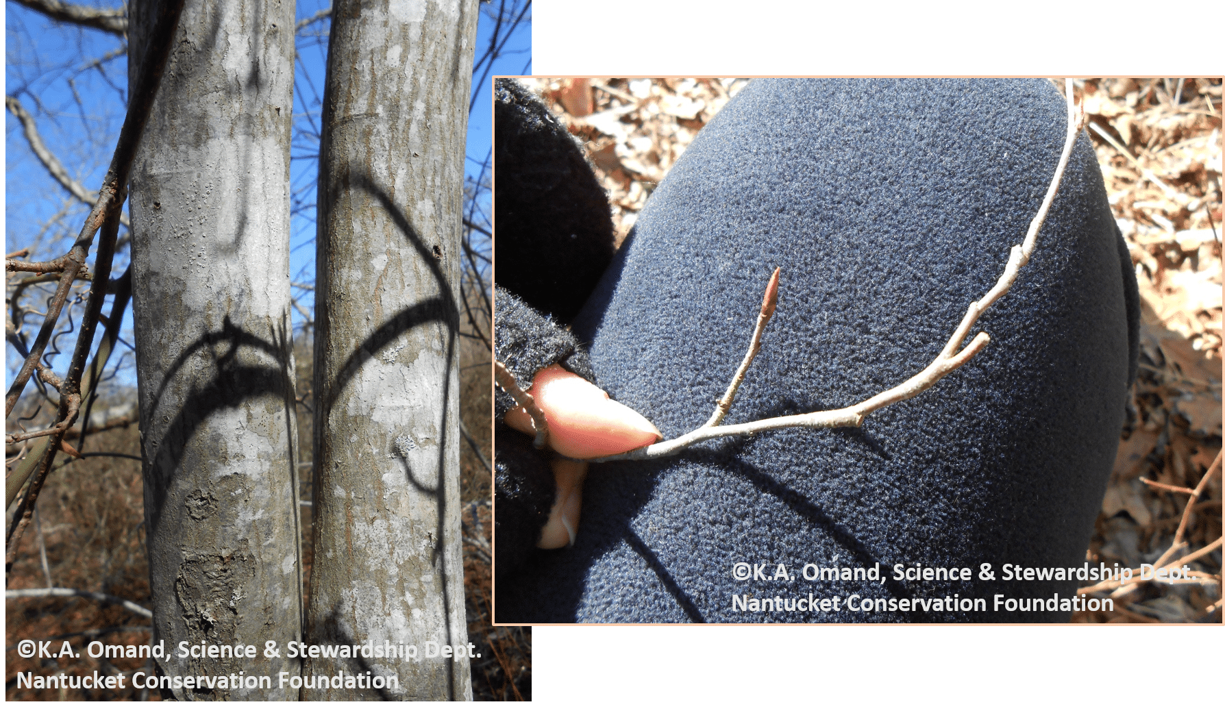 A "tree shadbush" (Amelanchier sp.) at Squam--identified by the smooth gray lichen covered bark and narrow twisted buds.