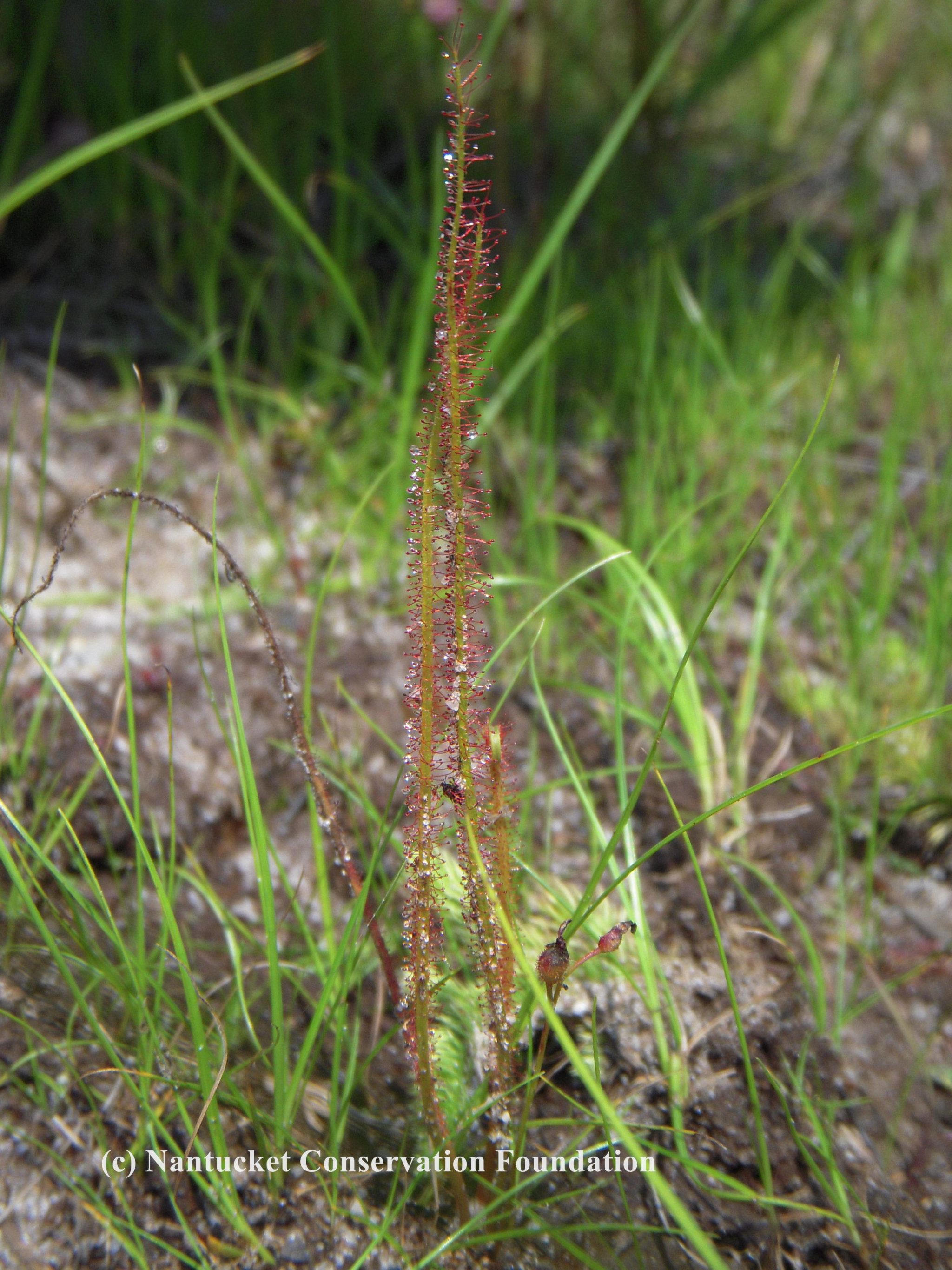 The linear leaved sundew with long, skinny nectar gland covered leaves.