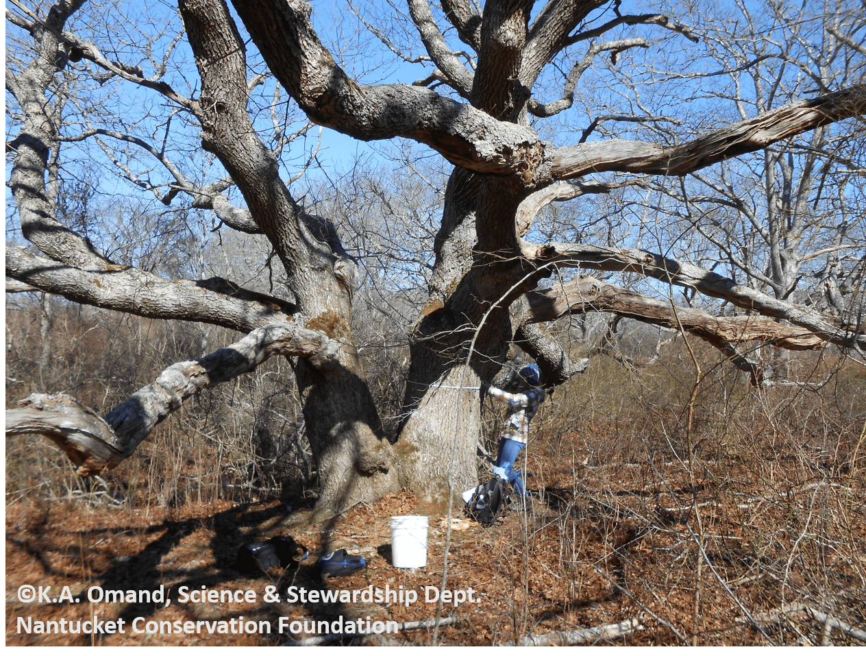 One of the large black oak (Quercus velutina) trees at Squam Swamp, being measured by student Zannie Duffy.
