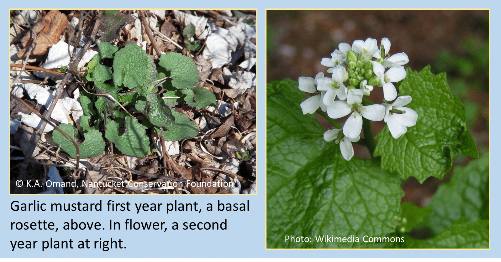 Garlic Mustard Rosette and Leaves