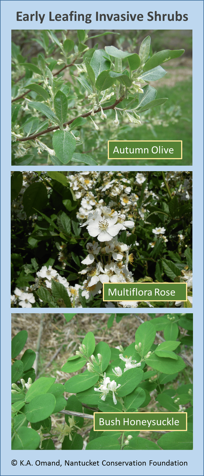 Common invasive shrubs on Nantucket that leaf out before native species and flower in May-June.