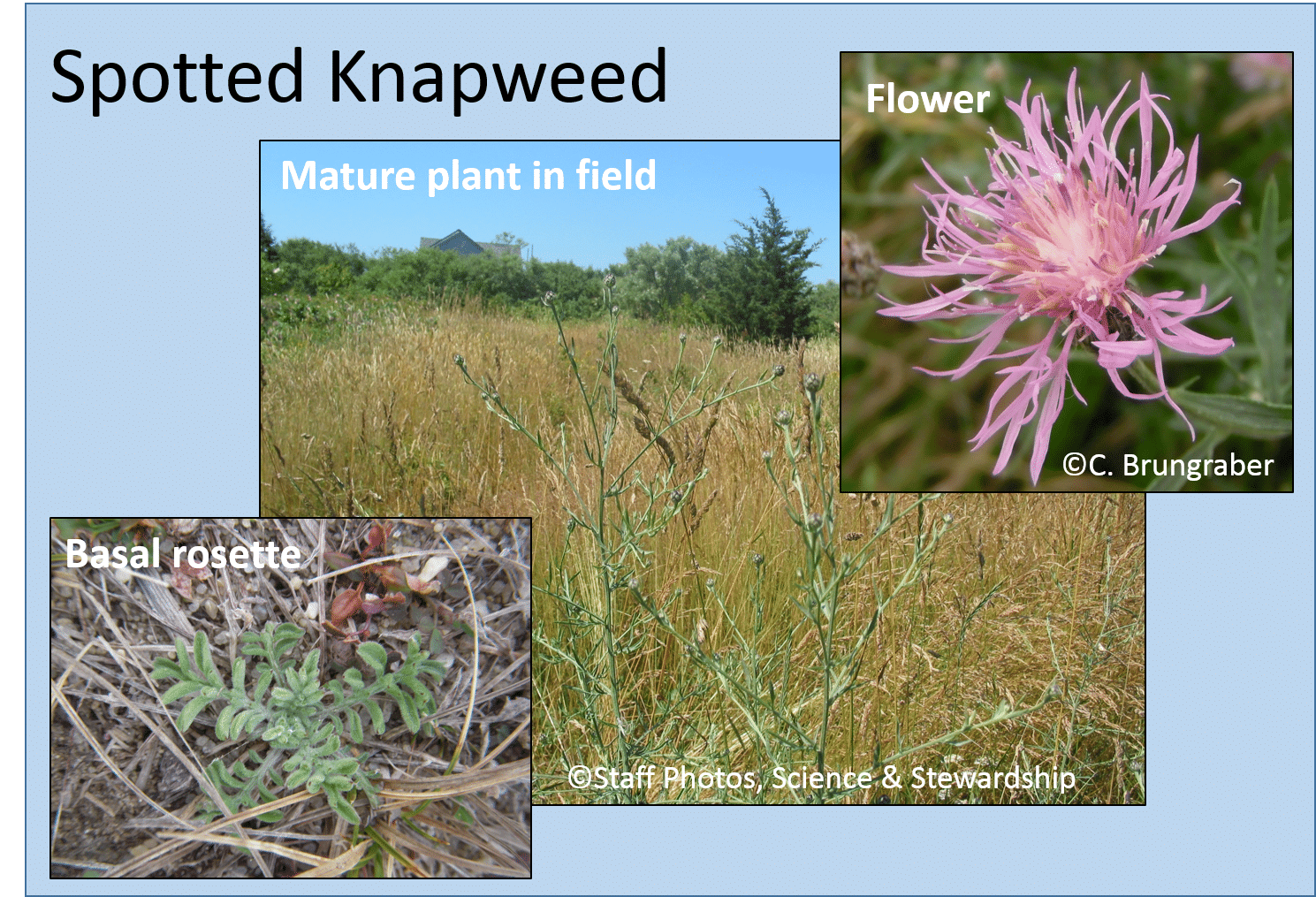 Spotted knapweed (Centaurea stoebe), a plant that can invade grasslands or dune habitats.