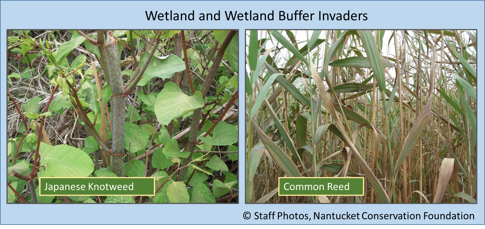 Knotweed and Phrag weeds