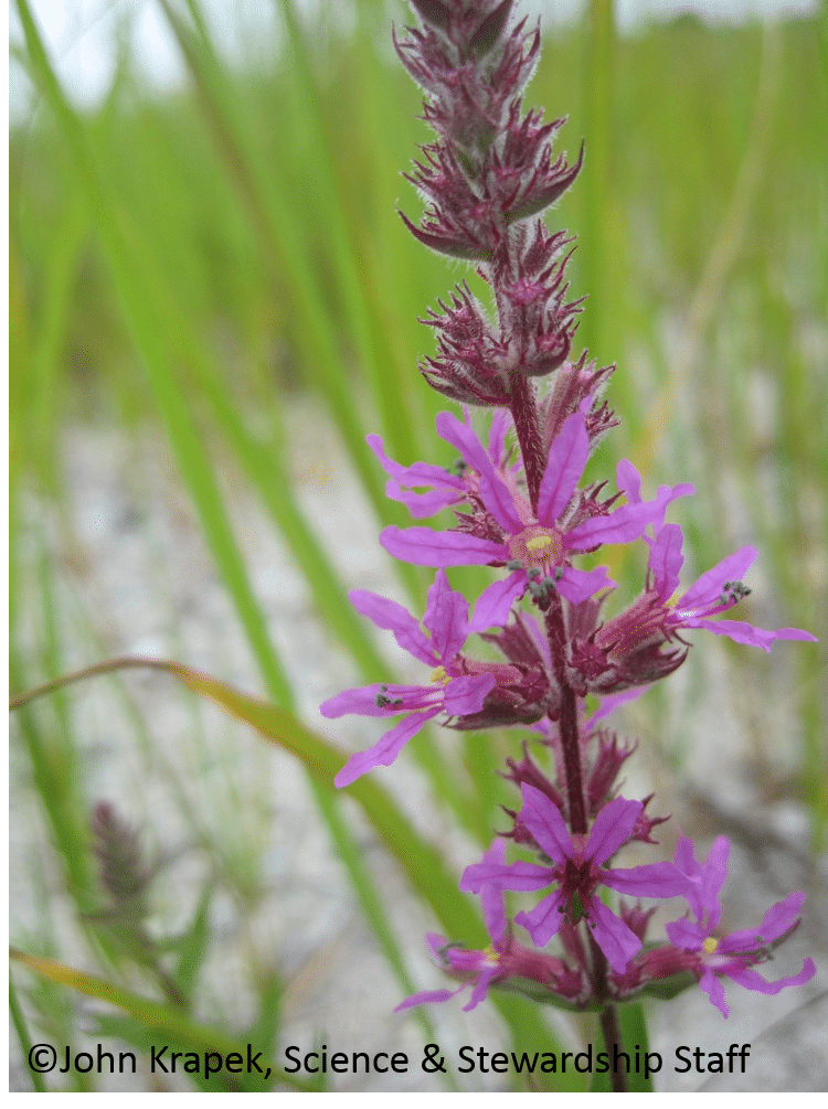 PurpleLoosestrifeSesachachaPond