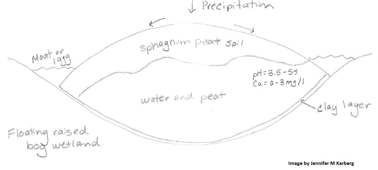Cross section of a raised bog, like Donut Bog. Precipitation comes into the wetland and a clay layer at the bottom of the kettle hole holds in the water and prevents groundwater from entering.