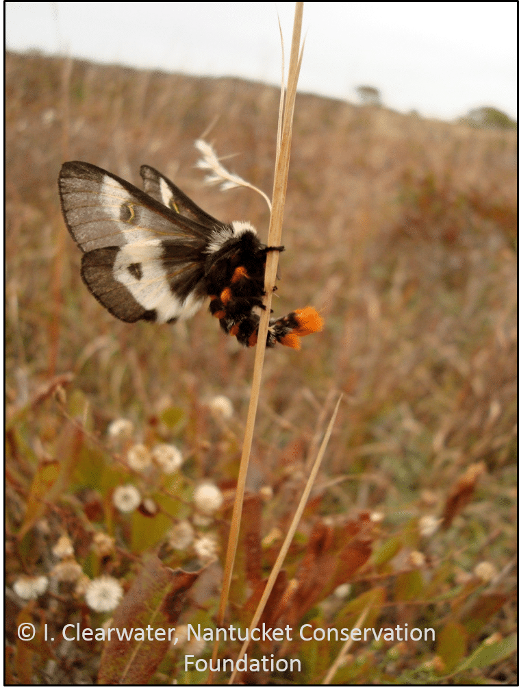 Barrens buckmoth (Hemileuca maia) adult male.