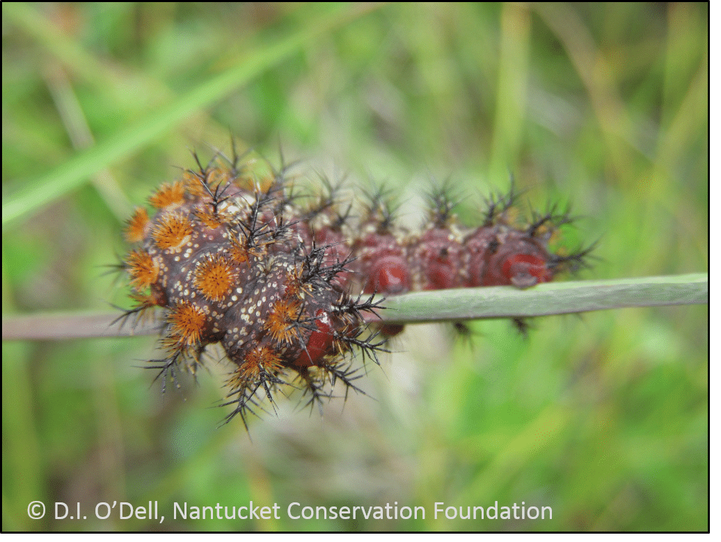 Barrens Buckmoth (Hemileuca maia) caterpillar at a larger growth stage.