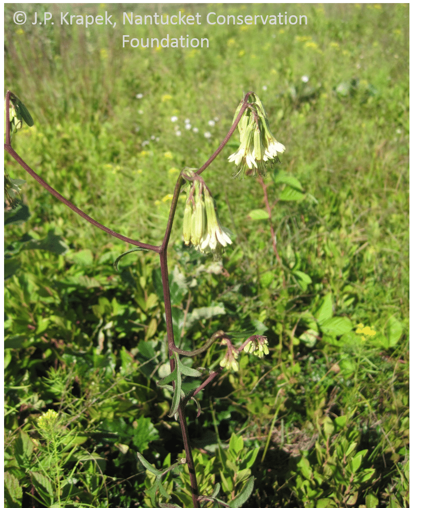 Lion's foot (Nabalus serpentarius), a rare plant that is found growing in some brush-cut areas on Nantucket.
