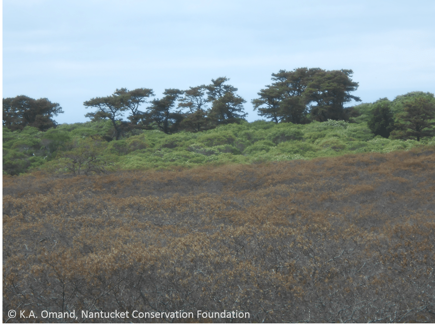 Close-up of the dividing line between frost-withered scrub oak and those with undamaged leaves.