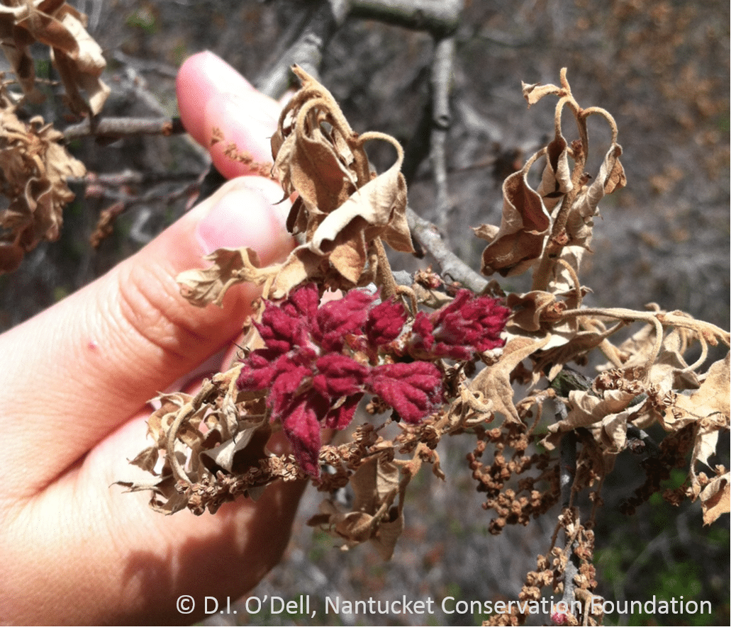 Scrub oak (Quercus ilicifolia) leaves emerging after frost damage.