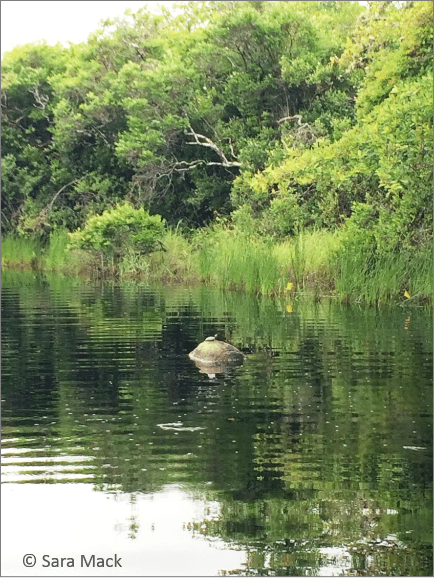 Almanack Pond and a painted turtle sunning itself on a rock.