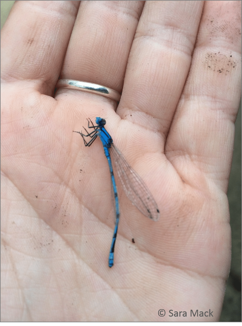 A blue darner found floating in the pond allows a close look at these fast flyers.