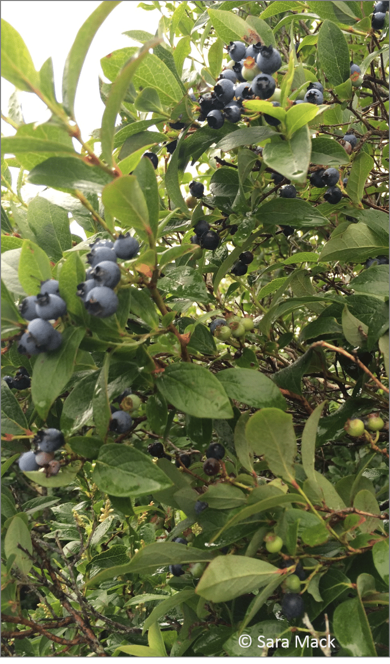 Highbush blueberries (Vaccinium corymbosum) growing on bushes around the pond.