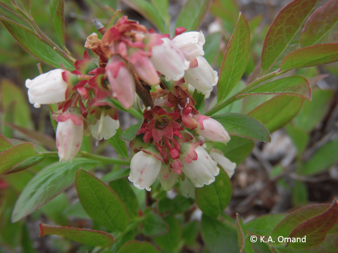 Bell-shaped flowers of lowbush blueberry, a related species of Vaccinium found in drier habitats.