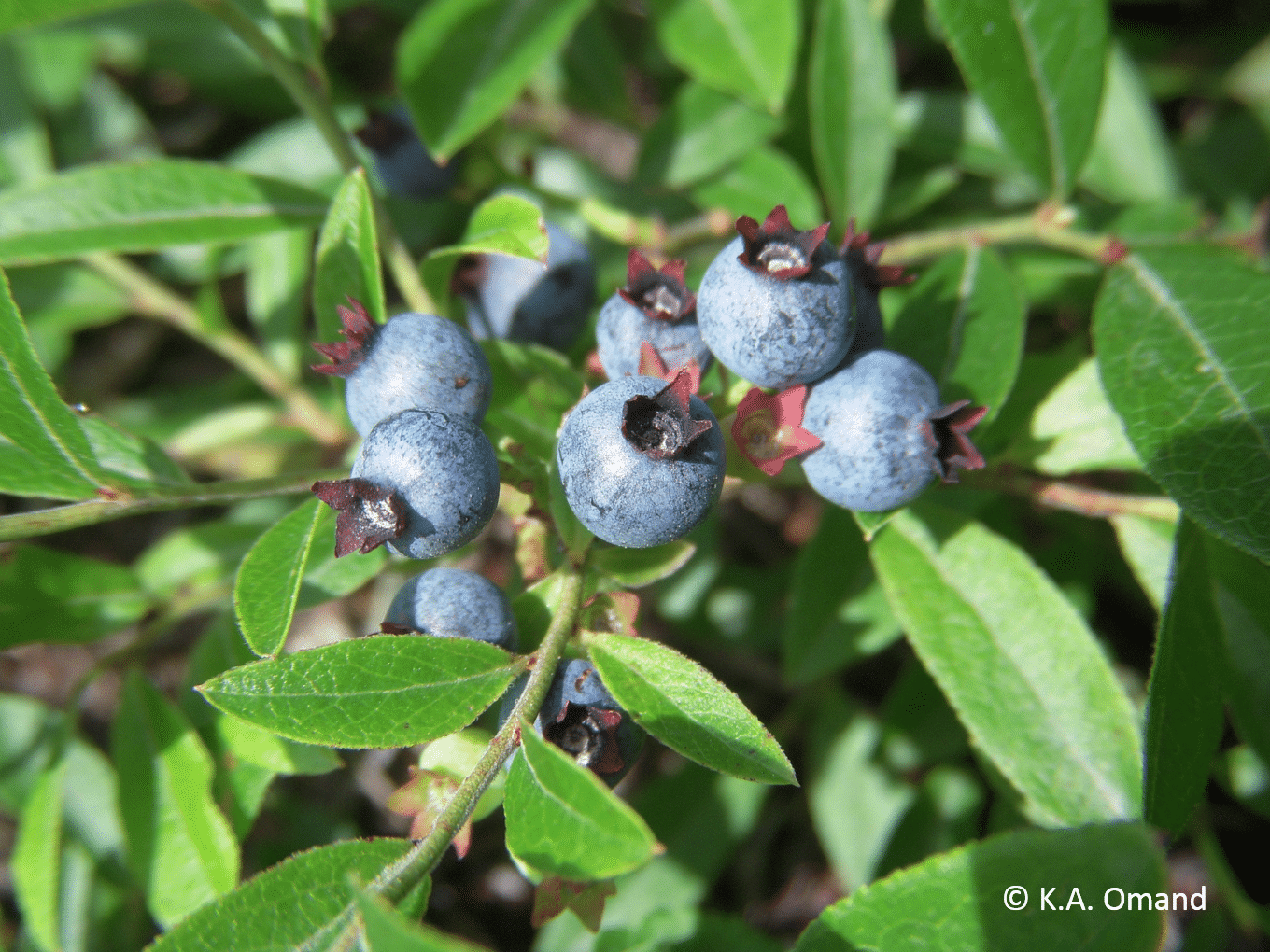 Early lowbush blueberry, Vaccinium angustifolium, which grows only a couple feet high in open dry areas.