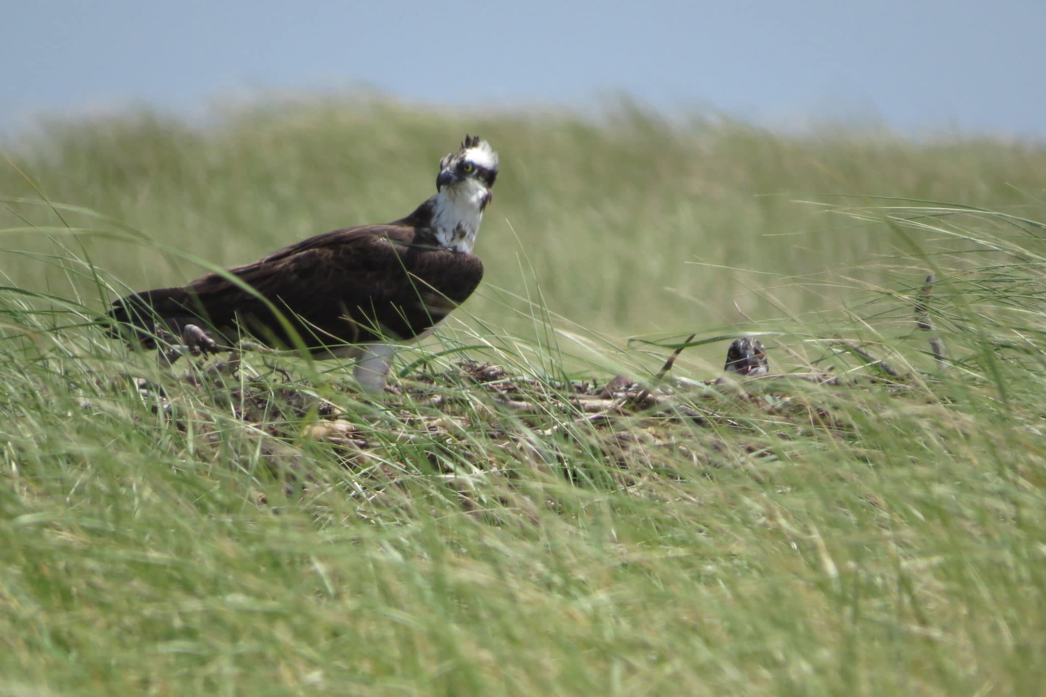 Adult Osprey on nest on the beach at Eel Point