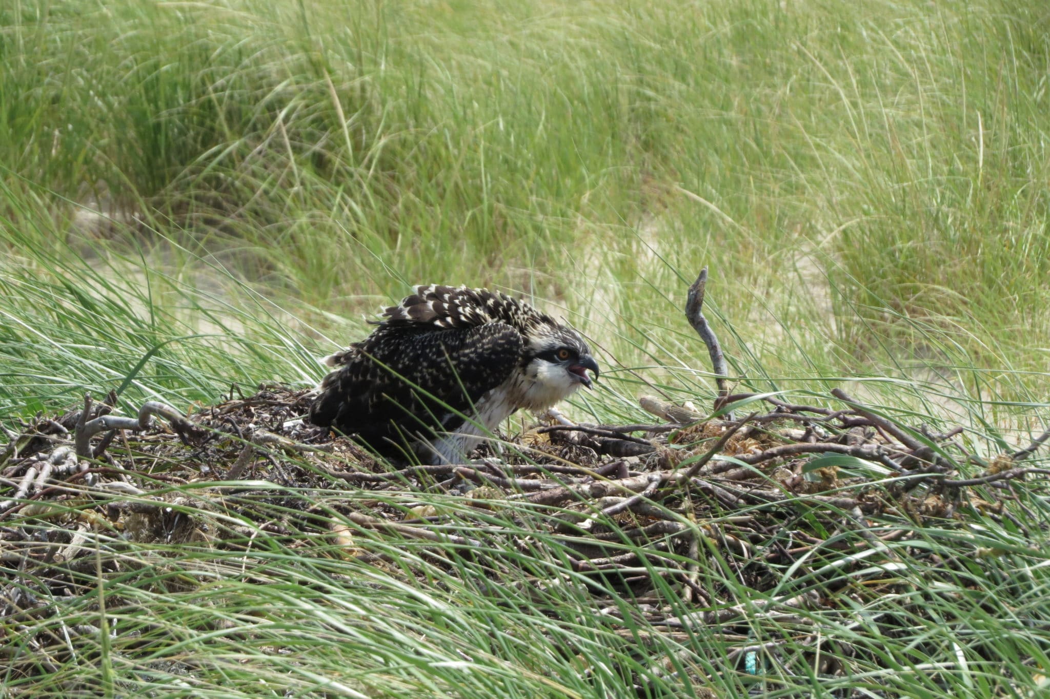 Osprey chick in the nest on the ground at Eel Point