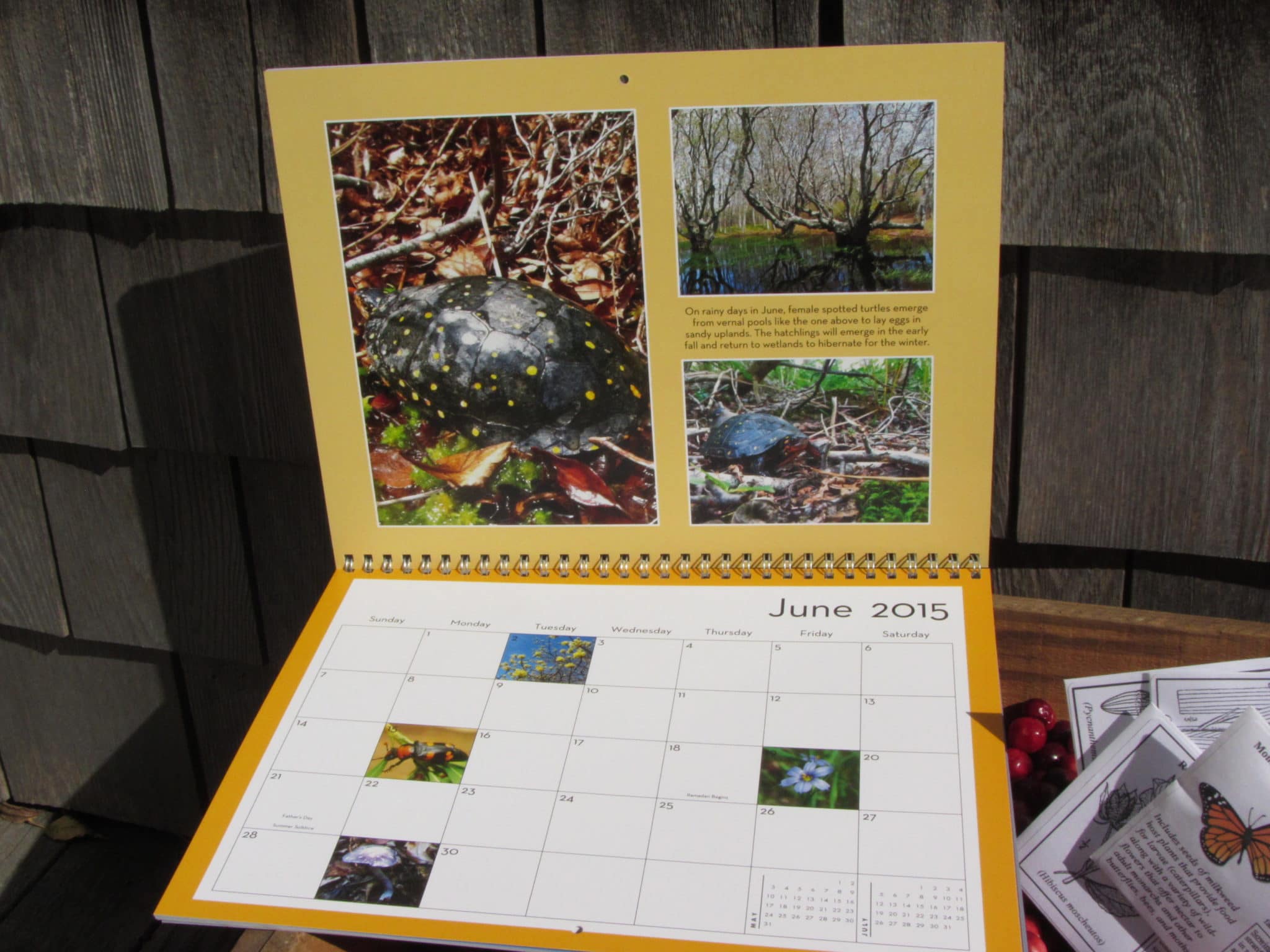 June 2015 NCF Calendar page, starring the spotted turtle (Clemys guttata).