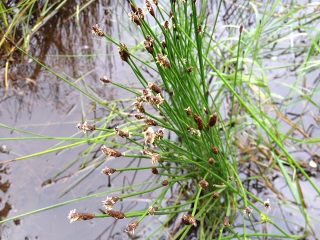 Three-angles spikerush (Eleocharis tricostata)
