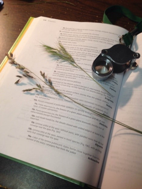 Grass specimens with a dichotomous key and hand lens (for magnifying small plant parts)