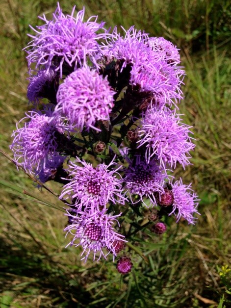 Northern Blazing Star (Liatris novae-angliae, Asteraceae) one of the rare plants seen at Tupancy Links