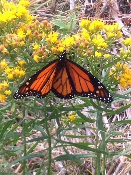 Monarch Butterfly on Slender-leaved Goldenrod (Euthamia graminofolia)