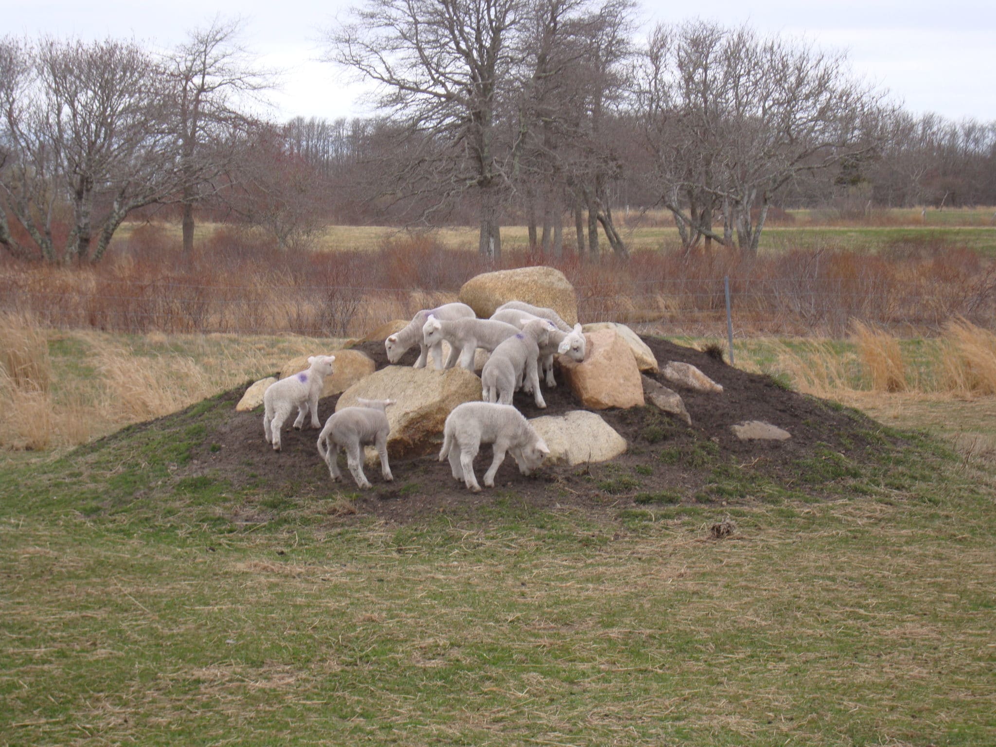 "Lamb Mountain" at Squam Farm, where the NCF sheep roam.
