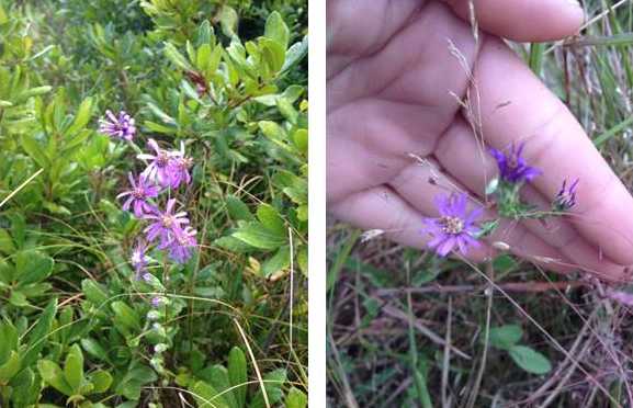 Eastern Silvery Aster (Symphiotrichum concolor)