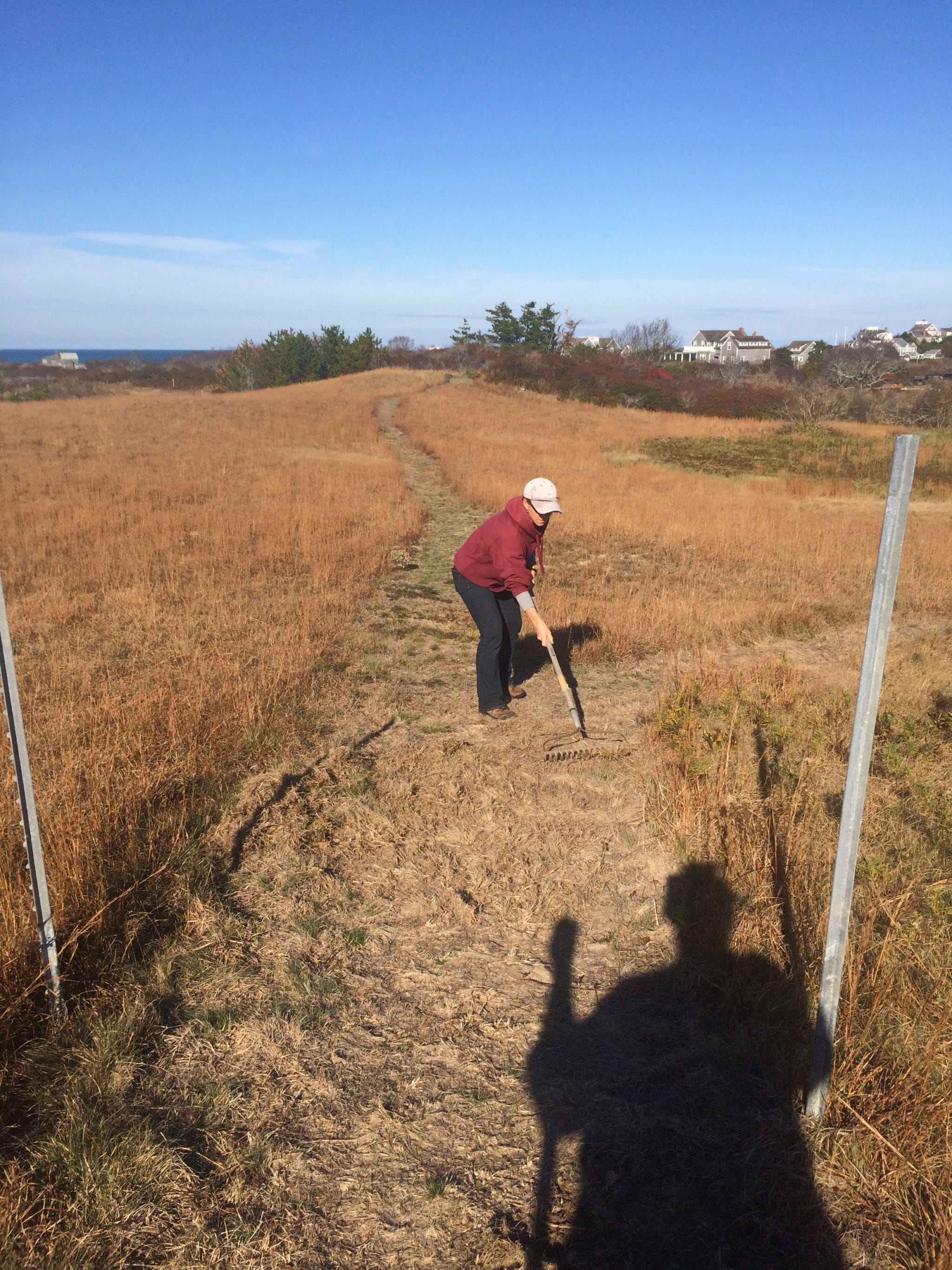 Danielle raking up illegally herbicided, dead plants before reseeding at Tupancy - the illegally created trail is visible stretching behind Danielle in the distance. This is only a small portion of the disturbance.