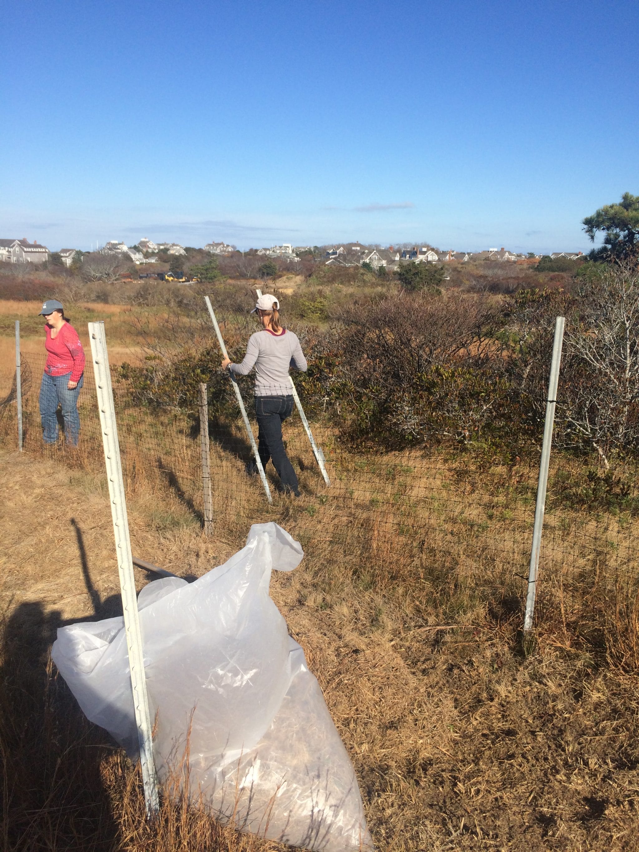 Kelly and Danielle fencing a newly restored and seeded trail at Tupancy to keep foot traffic off of it.