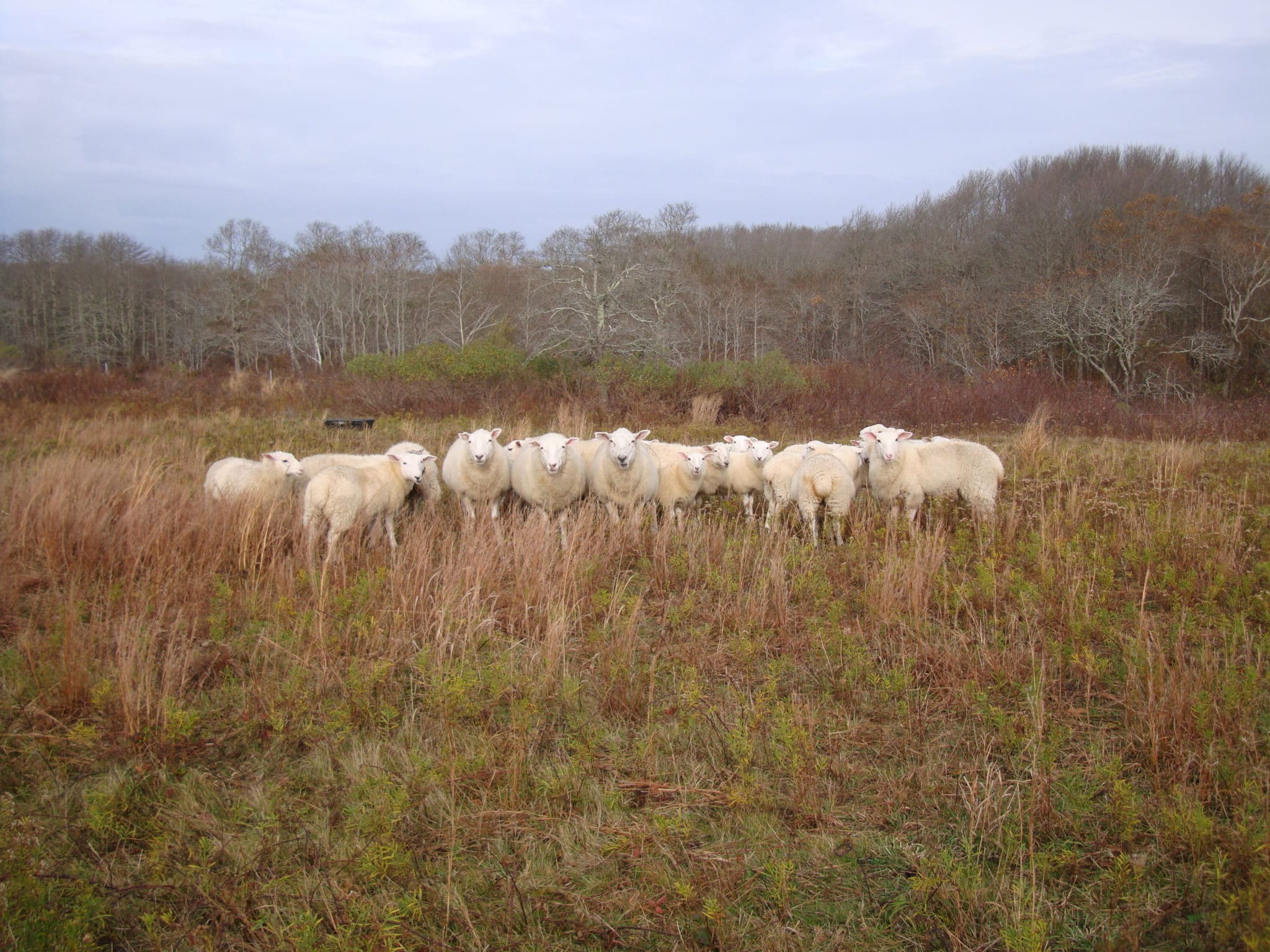 Sheep Squam Nov 2012 001