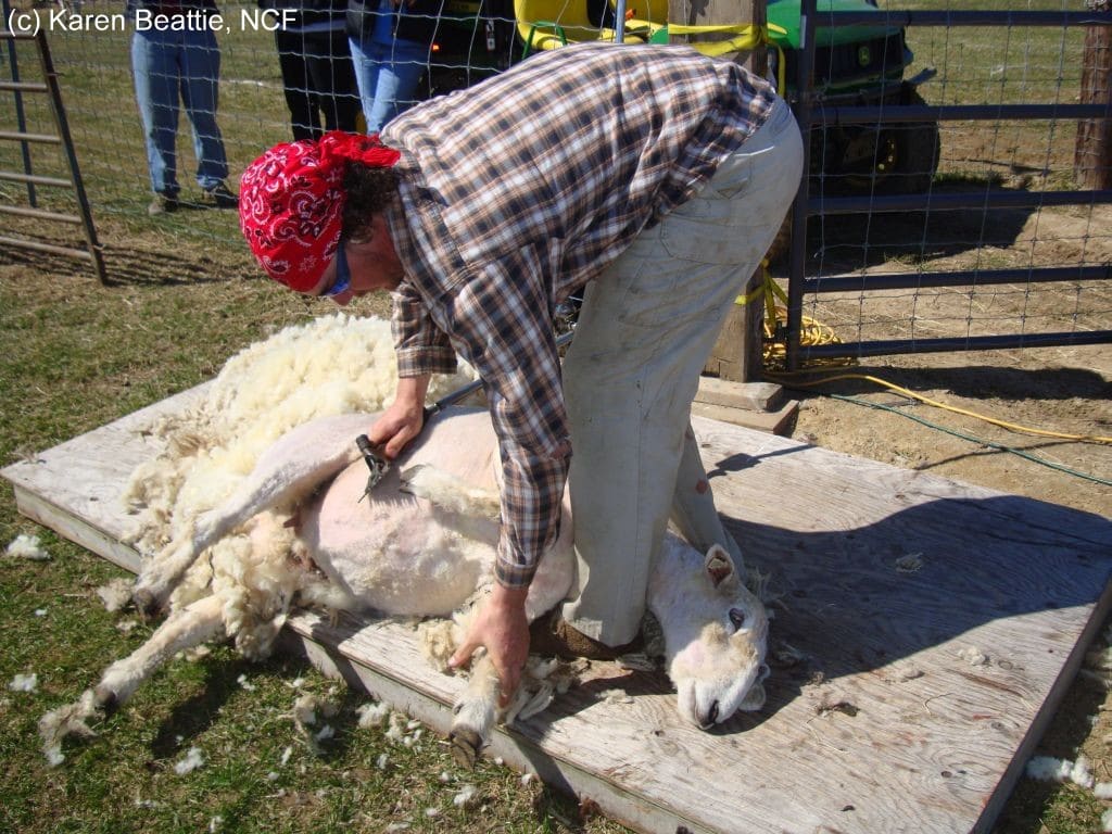 Sheep and Lambs Spring 2011 002 watermarked