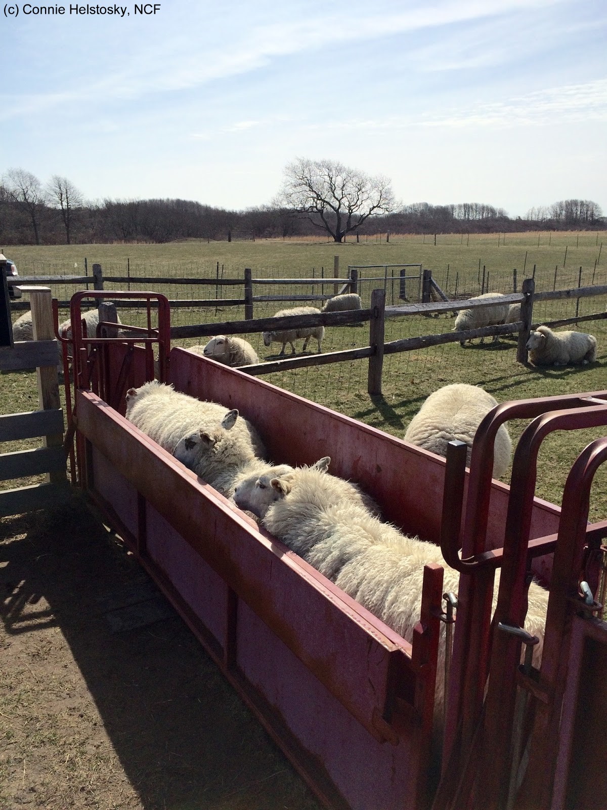Sheep in chute watermarked